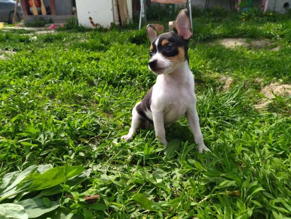 Американский тойфокс терьер в Москве