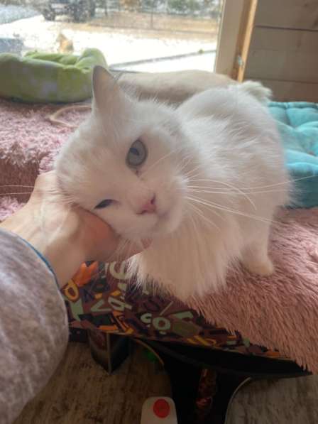 Белый, пушистый и очень ласковый кот в Санкт-Петербурге фото 10