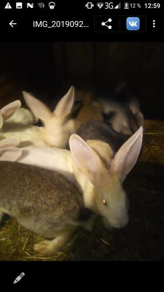 Продам крольчат в Тюмени