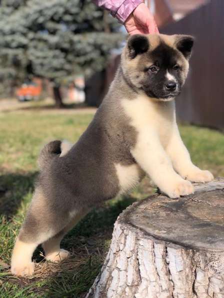 Американец в Краснодаре фото 5