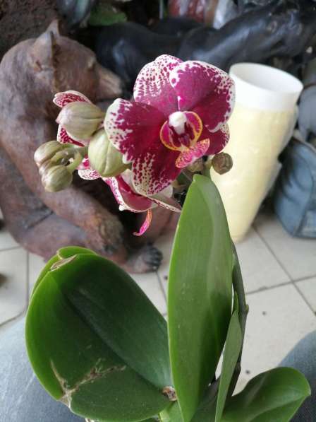 Орхидеи в Невинномысске фото 13