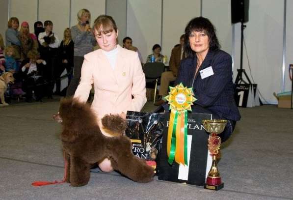 Продаются щенки той пуделя (миниатюрные) в Подольске фото 5