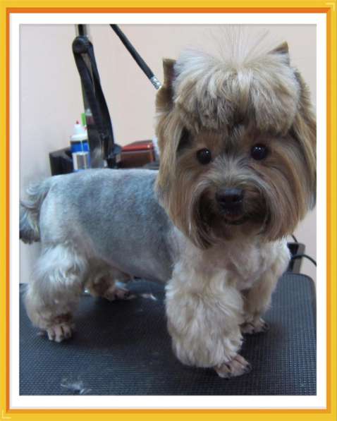 Стрижка собак в Москве фото 8