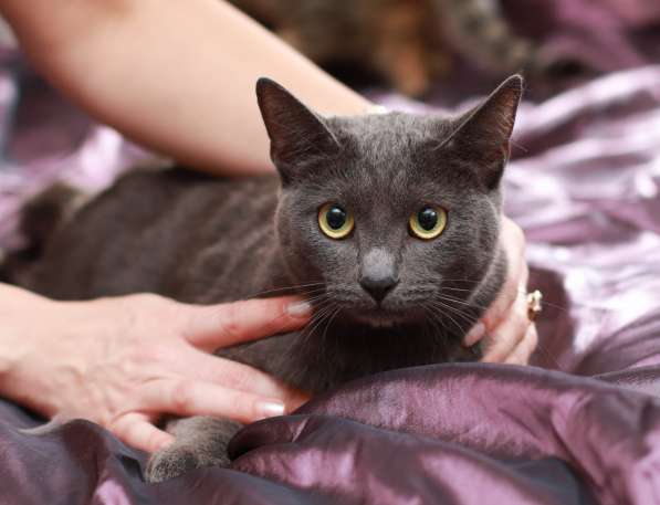 Грациозная красавица Капитошка ищет семью в Москве фото 11