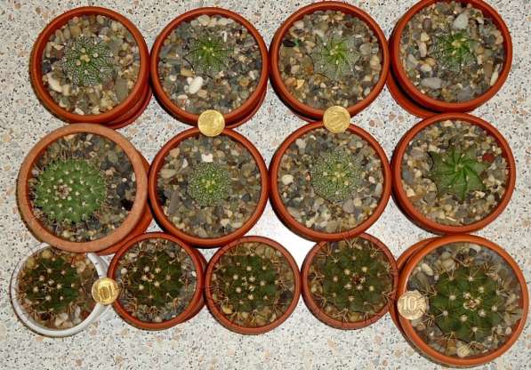 Излишки сеянцев кактусов в Самаре фото 5
