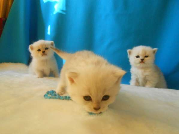 Продаётся британский котенок серебристой шиншиллы в Москве фото 6