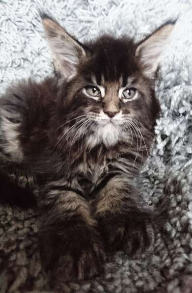 У вас ещё нет Мейн-куна? в Санкт-Петербурге фото 13