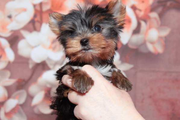 Продается малыш Йоркширского терьера в Москве