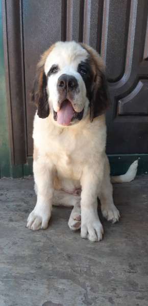 Щенки сенбернара в фото 53