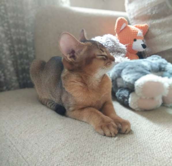 Абиссинские клубные котята в Москве фото 8