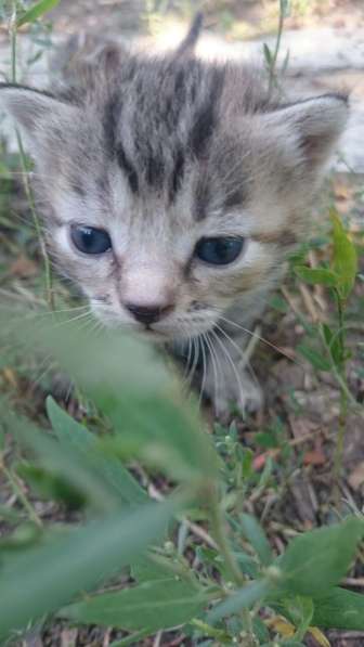 Подарю котят в Ростове-на-Дону фото 13