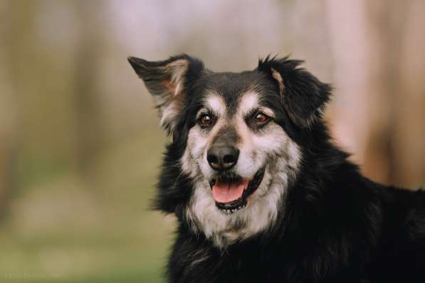 Пушистая весёлая Дакота ищет семью в Москве фото 24