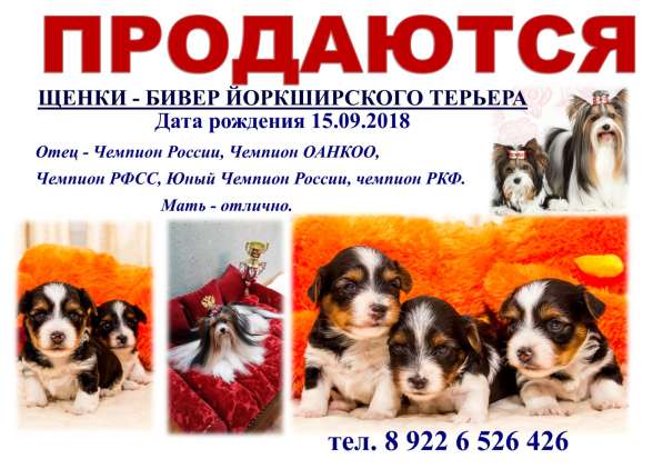 ЩЕНОК КОБЕЛЬ БИВЕР в Сургуте