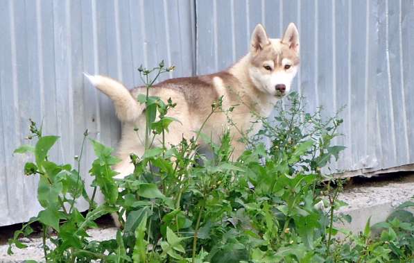 Продажа щенков Хаски в Новосибирске фото 16