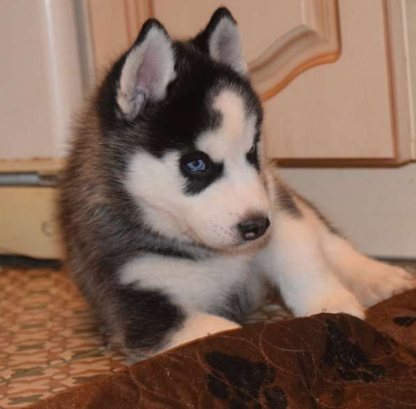 Замечательная девочка хаски. РКФ в Санкт-Петербурге