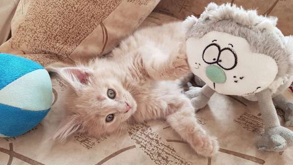 Продаётся красная девочка мейн-кун в Санкт-Петербурге фото 39