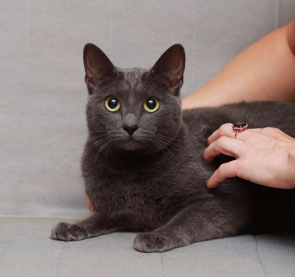 Грациозная красавица Капитошка ищет семью в Москве фото 15