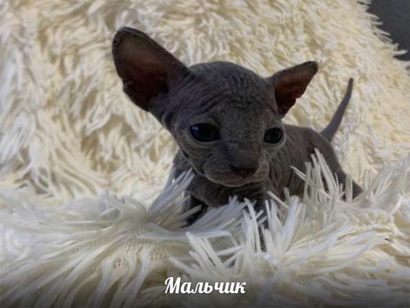 Котята в Балашихе фото 13