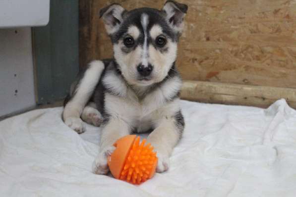 Черный щенок со звездочкой на груди в Санкт-Петербурге фото 26