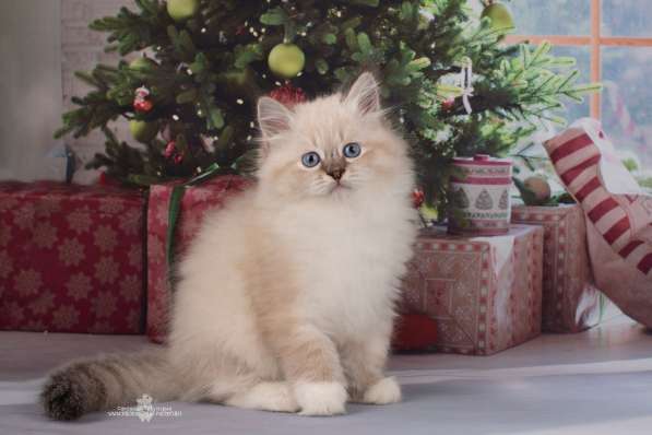 Невские маскарадные котята в Санкт-Петербурге фото 8