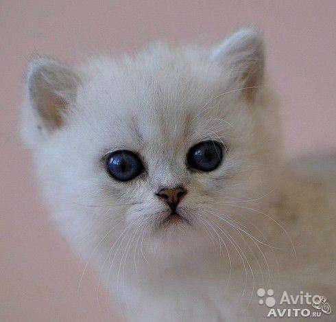 Британские котята серебристой шиншиллы в Санкт-Петербурге фото 4