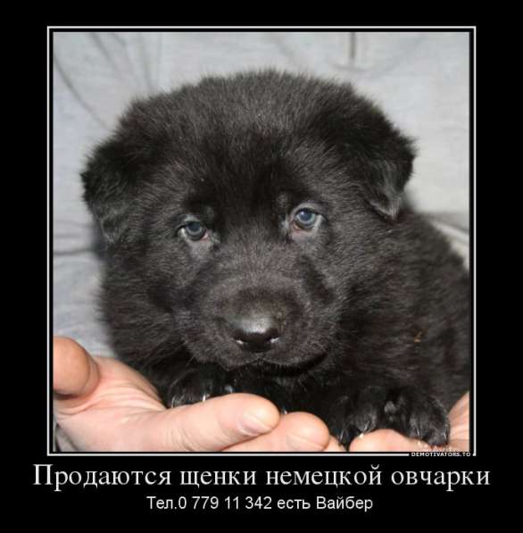 Продаются щенки немецкой овчарки! в фото 10