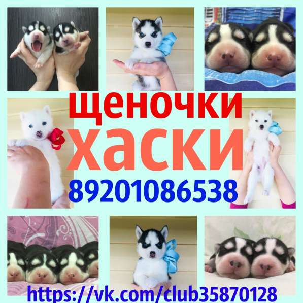 Щеночки хаски черно-белые и белоснежные в Брянске