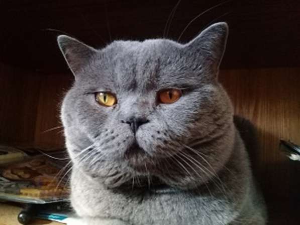 Вязка : Шотландский Красавец - кот с опытом