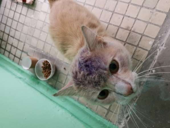 Найден красивый персиковый котик в Лыткарино фото 5