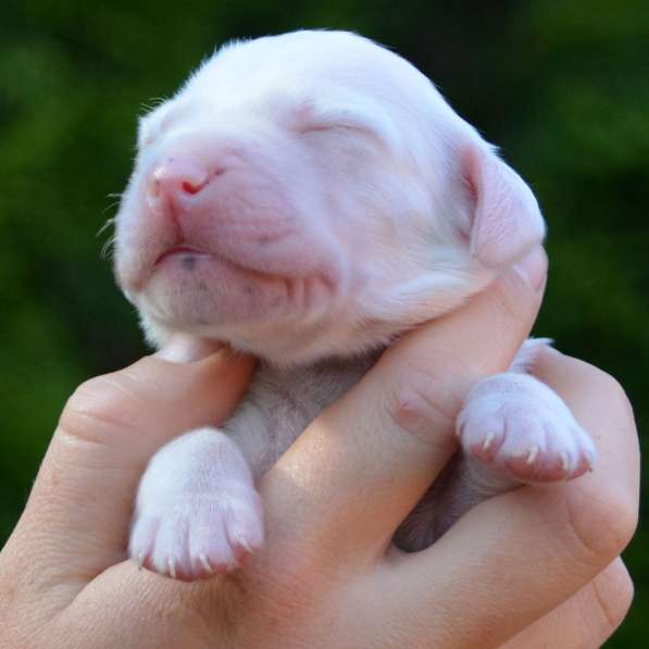 Английский сеттер щенки из элитного питомника в Москве фото 180