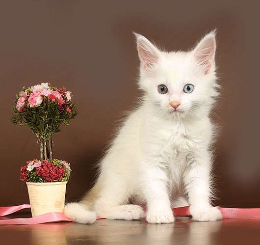 Котик белый зеленоглазый, 2 котика Красный мрамор, кошечка в Москве фото 16