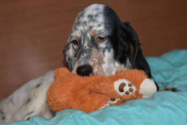 Английский сеттер щенки из элитного питомника в Москве фото 14