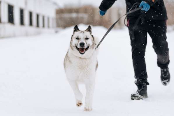 Суперактивная Халва в Москве фото 21