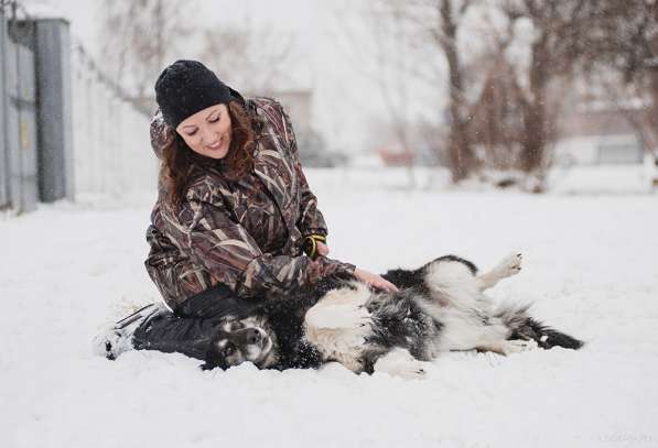 Пушистая весёлая Дакота ищет семью в Москве фото 44