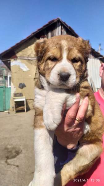 Продаются щенки алабая в фото 35