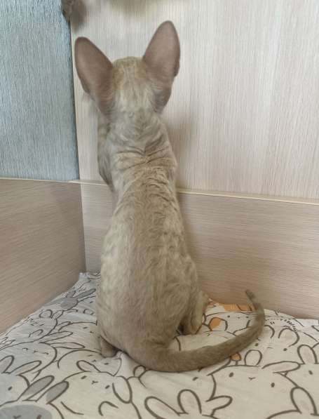 Корниш рекс в Москве фото 18