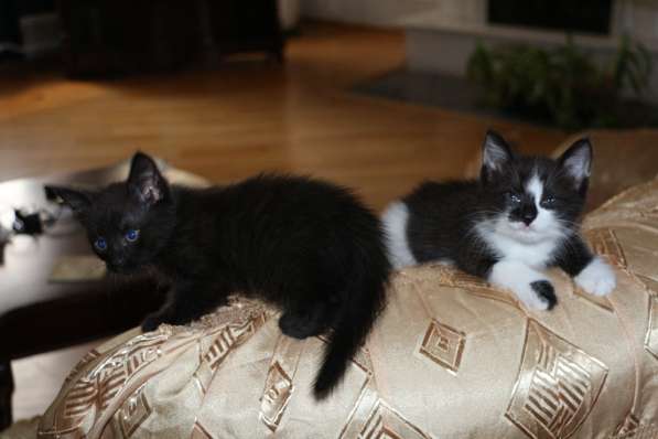 Очаровашка в подарок в Ростове-на-Дону фото 4