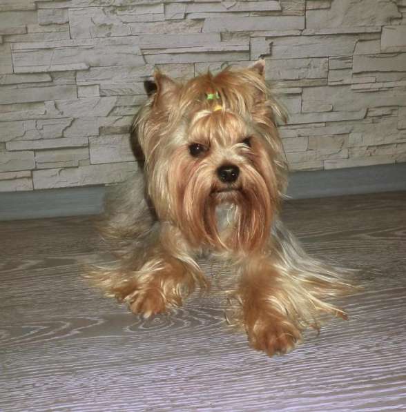 Йоркширский терьер. вязка в Новосибирске фото 11