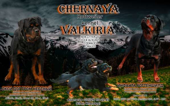 Ротвейлера щенки
