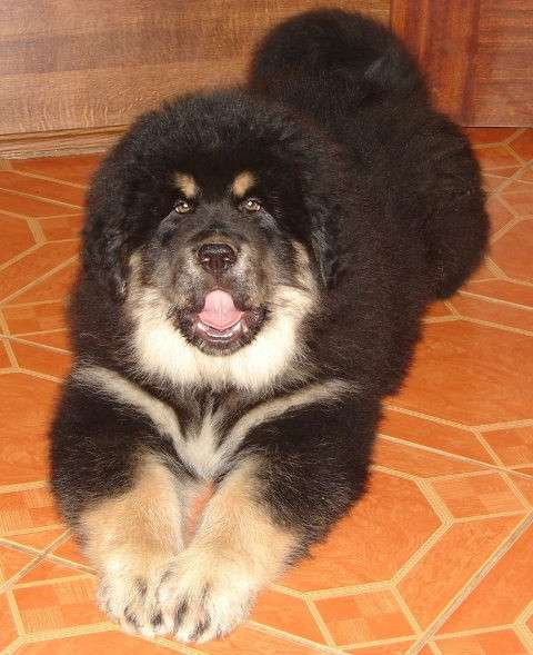 Тибетский мастиф - лучший страж на территории в Москве фото 93