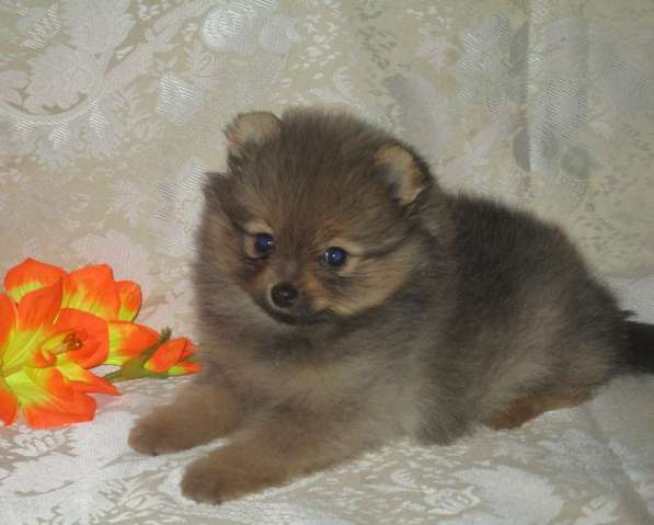 Малышка помераночка в Волгограде фото 8