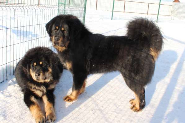 Тибетский мастиф - лучший страж на территории в Москве фото 143