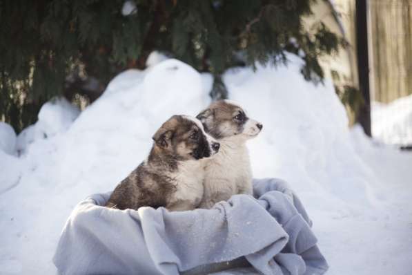 Щенок Ося ищет доброго хозяина! в Москве фото 21