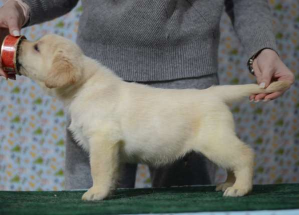 Щенки лабрадора ретривера в фото 20