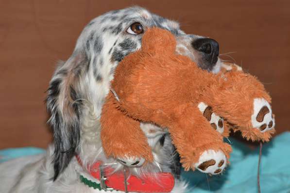 Английский сеттер щенки из элитного питомника в Москве фото 166