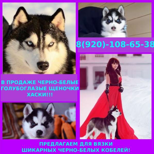 Щенята хасята