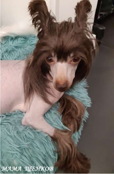 Пуховый шоколадный мальчик КХС в Москве фото 16