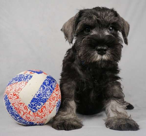 Цвержата в поисках самых лучших хозяев в Самаре фото 17