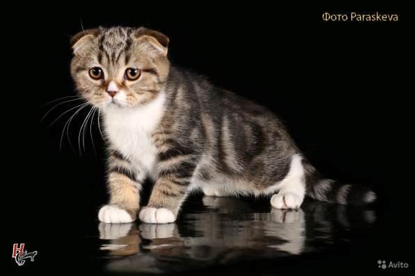 Котенок - счастье в дом в Санкт-Петербурге фото 5