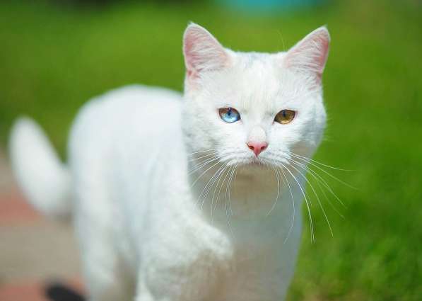 Шикарные белые коты в поисках дома в Калуге